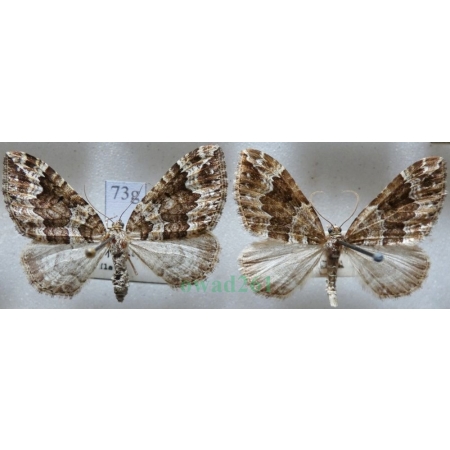 Lampropteryx suffumata (Denis & Schiffermüller, 1775) pair Paśnik pachniczek Czech73g